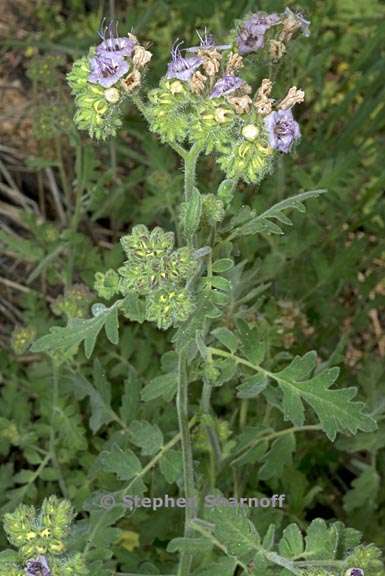 phacelia ramosissima 1 graphic